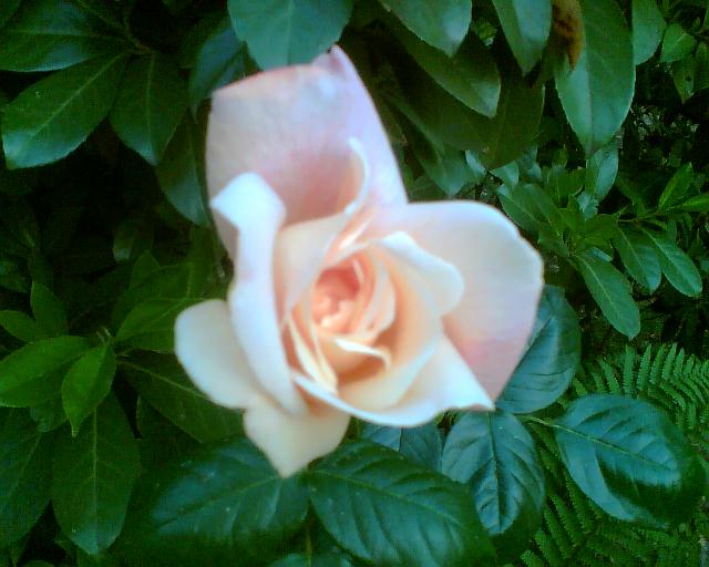 (c) Monika Hubl-Moussa, Tender-Rose II 2007